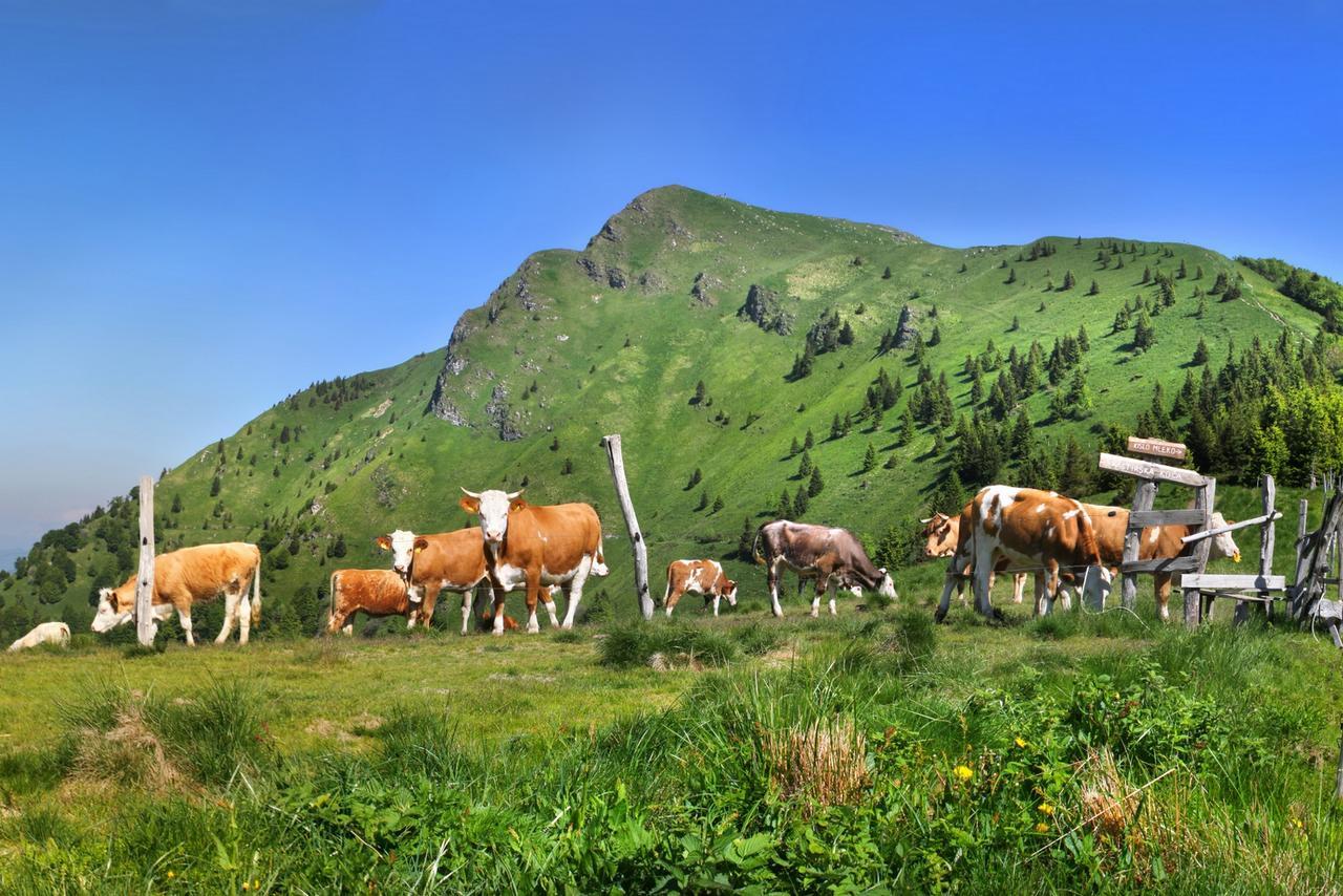 Alpska Perla Apartments Cerkno Eksteriør bilde